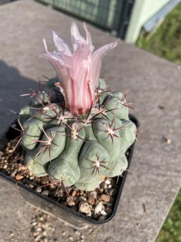 Thelocactus hexaedrophorus